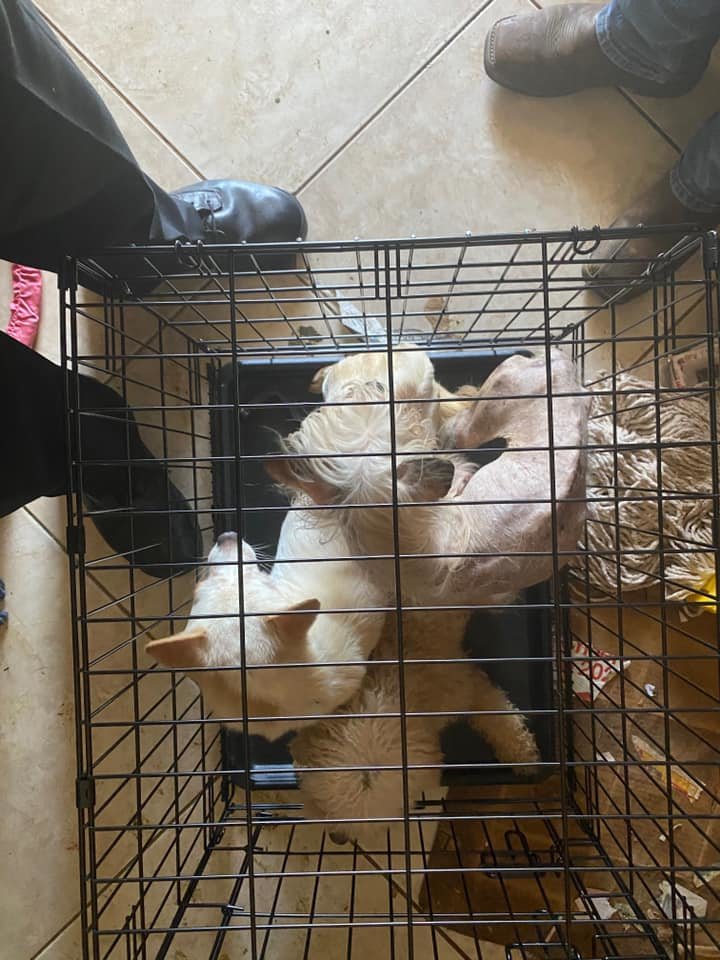 Some animals had skin conditions including flea infestations and had to be treated once they were taken to the Houston Humane Society. Evaluation of the animals was still in progress at the time of a March 5 press conference, officials said.